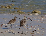  Whimbrel Curlew 