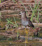  White-tailed Lapwing