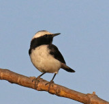  Sout Arabian Wheatear 