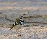 Forest Wagtail 