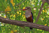  Grey-headed Kingfisher 