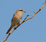   Isabelline Shrike 