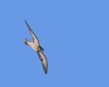 Sooty Falcon 