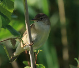 Reed Warbler  850.jpg