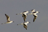  Crab Plover