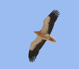 Egyptian Vulture  
