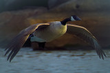 Canada Goose