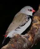 Diamond Firetail 