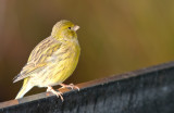 FIFE FANCY CANARY 