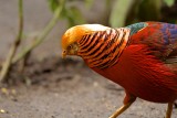 GOLDEN PHEASANT 