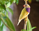 Gouldian Finch