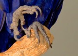 HYACINTH MACAW 