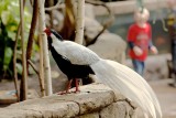 SILVER PHEASANT