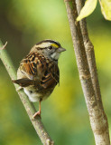 White Throated Sparrow