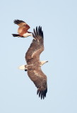 Brahminy Kite / Brahminglente / White-bellied Sea Eagle / Hvidbrystet Havørn, CR6F9277, 25-01-2014.jpg