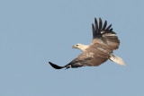 White-bellied Sea Eagle / Hvidbrystet Havørn, CR6F9895, 25-01-2014.jpg
