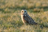 Short-eared Owl / Mosehornugle, CR6F2901, 17-02-2014.jpg