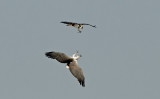 White -bellied Sea Eagle / Hvidbrystet Havørn VS Osprey / Fiskeørn, 13-01-15, CR6F6765.jpg