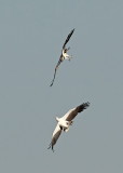 White -bellied Sea Eagle / Hvidbrystet Havørn VS Osprey / Fiskeørn, 13-01-15, CR6F6827.jpg