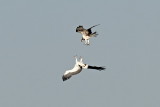 White -bellied Sea Eagle / Hvidbrystet Havørn VS Osprey / Fiskeørn, 13-01-15, CR6F6835.jpg