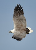 White-bellied Sea Eagle / Hvidbrystet Havørn, CR6F3498.jpg