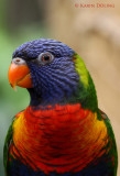 Rainbow-Lorikeet