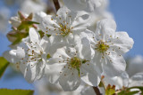 Kirschblüten   -  Cherry blossoms