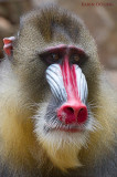 Mandrill