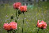 Rosa Mohn