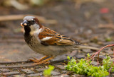 House Sparrow