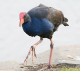 Pukeko