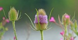 Teasel