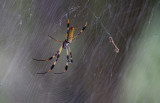 golden-silk spider.JPG