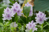 hyacinth.JPG
