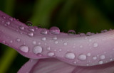 Rain Lily 4.JPG