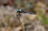 Great Blue Skimmer.JPG