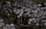 Fungi 1.JPG