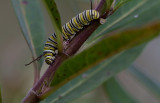 Monarch caterpillar 1.JPG