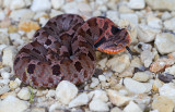 small Hognose Snake.JPG