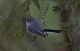 Blue-gray Gnatcatcher 3.JPG