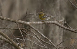 Pine Warbler.JPG