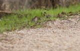 Fox Sparrow.JPG