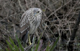 immature night heron.JPG