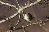 Yellow-rumped Warbler 2.JPG