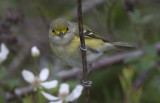 White-eyed Vireo.JPG