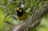 Hooded Warbler 3.JPG