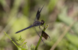 Band-winged Dragonlet.JPG