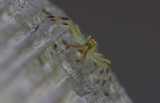 Magnolia Green Jumping Spider.JPG