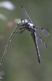 Great Blue Skimmer 3.JPG