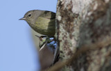 Orange-crowned Warbler.JPG